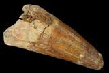 Huge, Cretaceous Fossil Crocodile Tooth - Morocco #141794-1